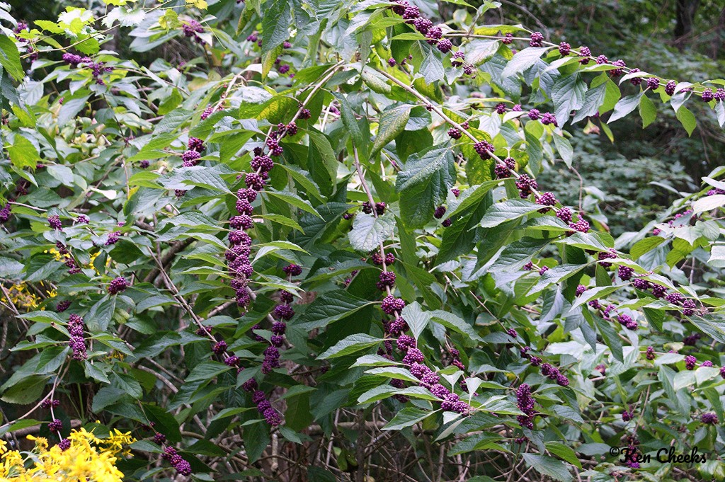 American beautyberry (Callicarpa americana) in Burke County, GA